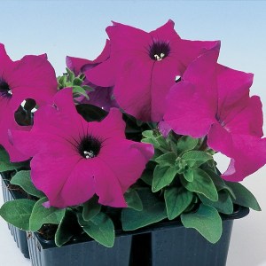 Tango Violet